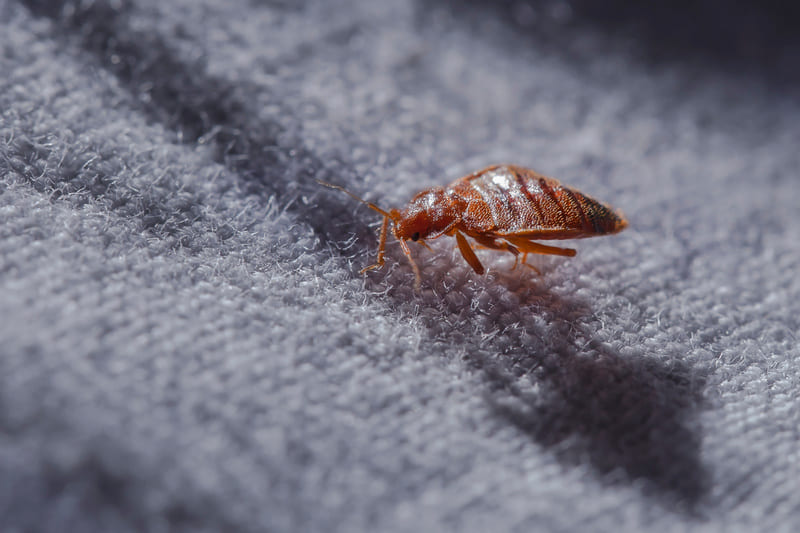 punaise de lit sur un tissu