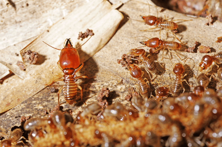 termites attacking wood