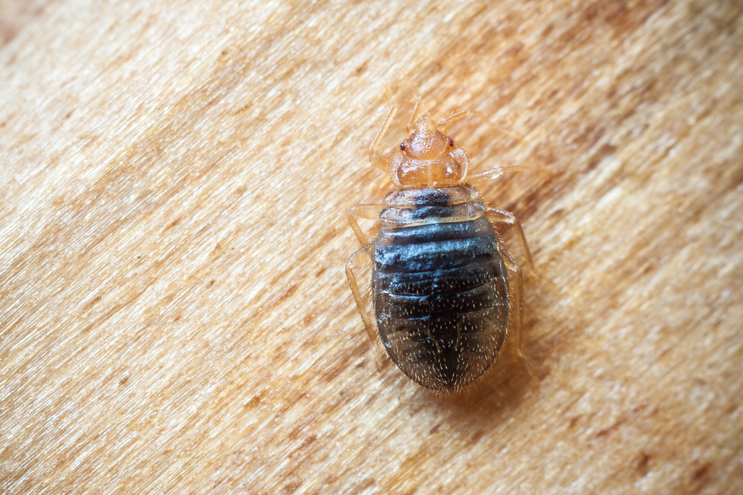 Bed bug on wood