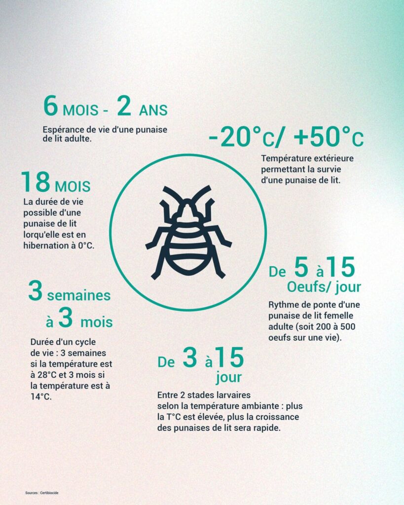 infographie caractéristiques punaises de lit