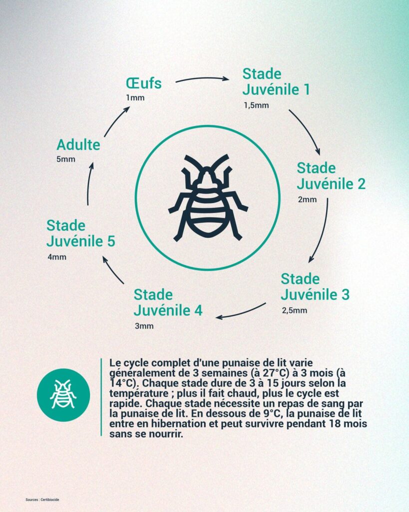 infographie sur l'évolution de la punaise de lit